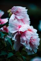 Hugues Willy KREBS - NEREIDES STUDIO